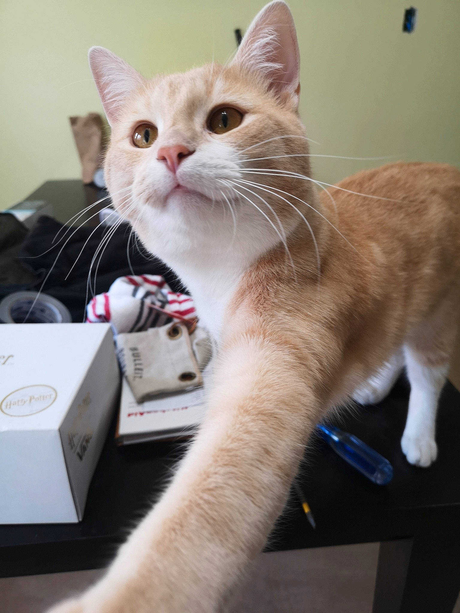 Spyro participe au concours pour gagner de l'argent avec cette photo : aegean_cat, asian, burmilla, carnivore, cat, domestic_short_haired_cat, ear, european_shorthair, fawn, felidae, fur, kitten, mammal, ojos_azules, paw, polydactyl_cat, small_to_medium_sized_cats, turkish_angora, turkish_van, whiskers