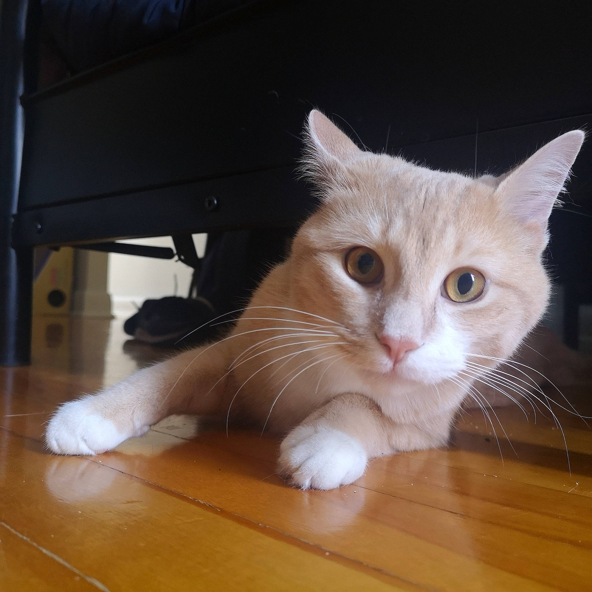 Spyro a rejoint le concours — aidez-le/la à gagner de superbes lots ! aegean_cat, american_curl, american_wirehair, asian, carnivore, cat, domestic_short_haired_cat, european_shorthair, eye, fawn, felidae, fur, kitten, mammal, ojos_azules, polydactyl_cat, small_to_medium_sized_cats, turkish_angora, turkish_van, whiskers