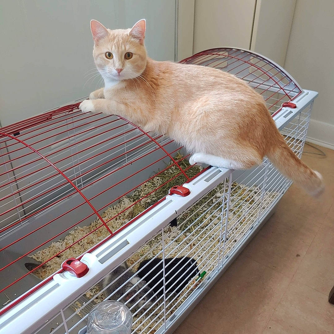 Spyro participe au concours pour gagner de l'argent avec cette photo : animal_shelter, cage, carnivore, cat, domestic_short_haired_cat, european_shorthair, fawn, felidae, gerbil, kitten, singapura, small_to_medium_sized_cats, turkish_angora, whiskers