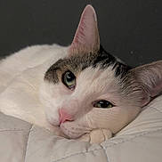 Whiskey joined the competition — help win amazing prizes! animal, bed, cat, close_up, cozy, cute, feline, fur, gray, green_eyes, indoor, pet, pink_nose, portrait, relaxed, resting, sleepy, soft, whiskers, white