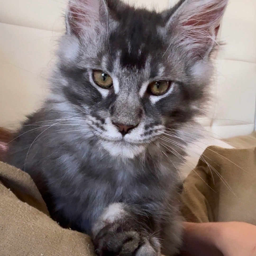 Blue a rejoint le concours — aidez-le/la à gagner de superbes lots ! cat, kitten, gray_fur, fluffy, long_hair, maine_coon, pet, animal, portrait, close_up, green_eyes, whiskers, pointed_ears, paws, couch, indoor, home, relaxed, adorable, photography