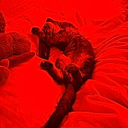 Blue participe au concours pour gagner de l'argent avec cette photo : cat, pet, feline, sleeping, lying_down, upside_down, fluffy, fur, tail, paws, bed, blanket, bedding, bedroom, indoors, red_lighting, cozy, relaxed, animal_photography, cute