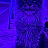 Blue a rejoint le concours — aidez-le/la à gagner de superbes lots ! cat, maine_coon, fluffy, longhaired, feline, pet, portrait, sitting, indoors, bedroom, bed, purple_lighting, blue_lighting, led_lights, neon, large_ears, whiskers, fur, looking_at_camera, dramatic
