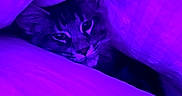 Blue a rejoint le concours — aidez-le/la à gagner de superbes lots ! cat, feline, fluffy, fur, purple, blanket, bedding, cozy, sleeping, peeking, indoors, portrait, closeup, pet, animal, relaxed, dark, magenta, vibrant, snuggled
