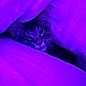 cat, feline, fluffy, fur, purple, blanket, bedding, cozy, sleeping, peeking, indoors, portrait, closeup, pet, animal, relaxed, dark, magenta, vibrant, snuggled