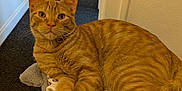 Nuke joined the competition — help win amazing prizes! animal, carpet, cat, cat_tree, cute, domestic_cat, ears, feline, fur, hallway, indoor, looking_at_camera, orange_tabby, paws_crossed, pet, plush, relaxed, resting, tail, whiskers