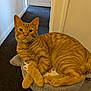 animal, carpet, cat, cat_tree, cute, domestic_cat, ears, feline, fur, hallway, indoor, looking_at_camera, orange_tabby, paws_crossed, pet, plush, relaxed, resting, tail, whiskers