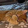 Nuke is registered to the contest to win money with this photo: animal, bed, blanket, cat, cozy, cute, ears, feline, fur, indoor, mammal, orange_tabby, paw, pet, relaxing, resting, sleeping, sunlight, whiskers, window