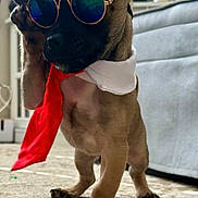 Theodore is registered to the contest to win money with this photo: dog, puppy, sunglasses, indoor, carpet, tie, pet, animal, cute, fashion, standing, small_dog, brown_fur, accessory, home, living_room, playful, funny, portrait, cool