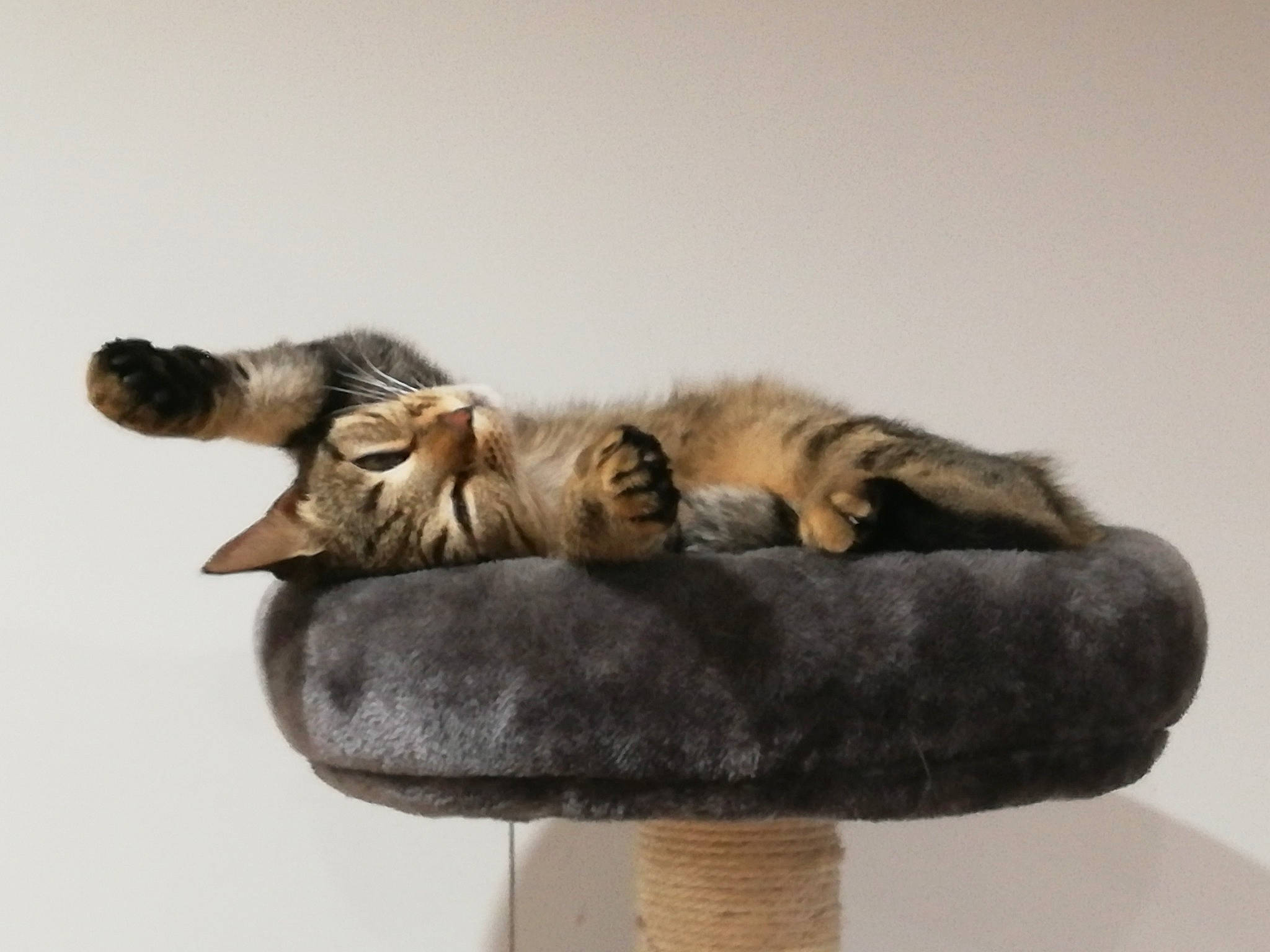 Ninja a rejoint le concours — aidez-le/la à gagner de superbes lots ! carnivore, cat, cat_bed, cat_supply, claw, comfort, companion_dog, devon_rex, domestic_short_haired_cat, fawn, felidae, fur, natural_material, paw, sitting, small_to_medium_sized_cats, snout, tail, whiskers, wood