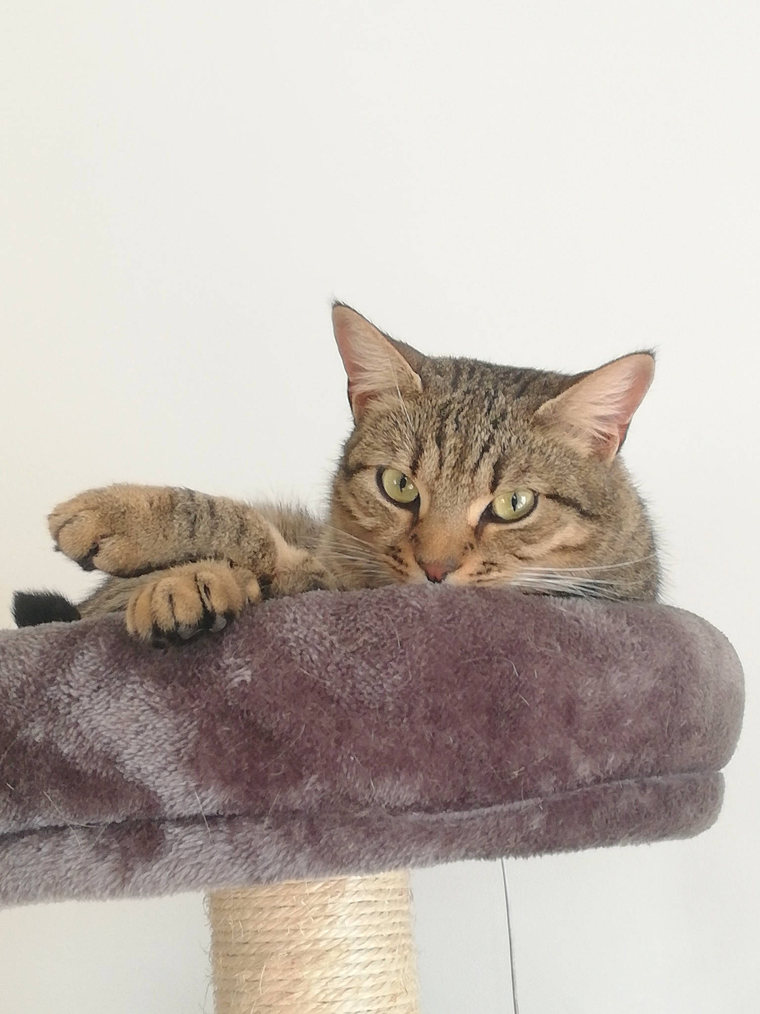 Ninja a rejoint le concours — aidez-le/la à gagner de superbes lots ! art, carnivore, cat, cat_supply, domestic_short_haired_cat, felidae, fur, gesture, illustration, paw, small_to_medium_sized_cats, snout, tail, terrestrial_animal, whiskers, wildlife