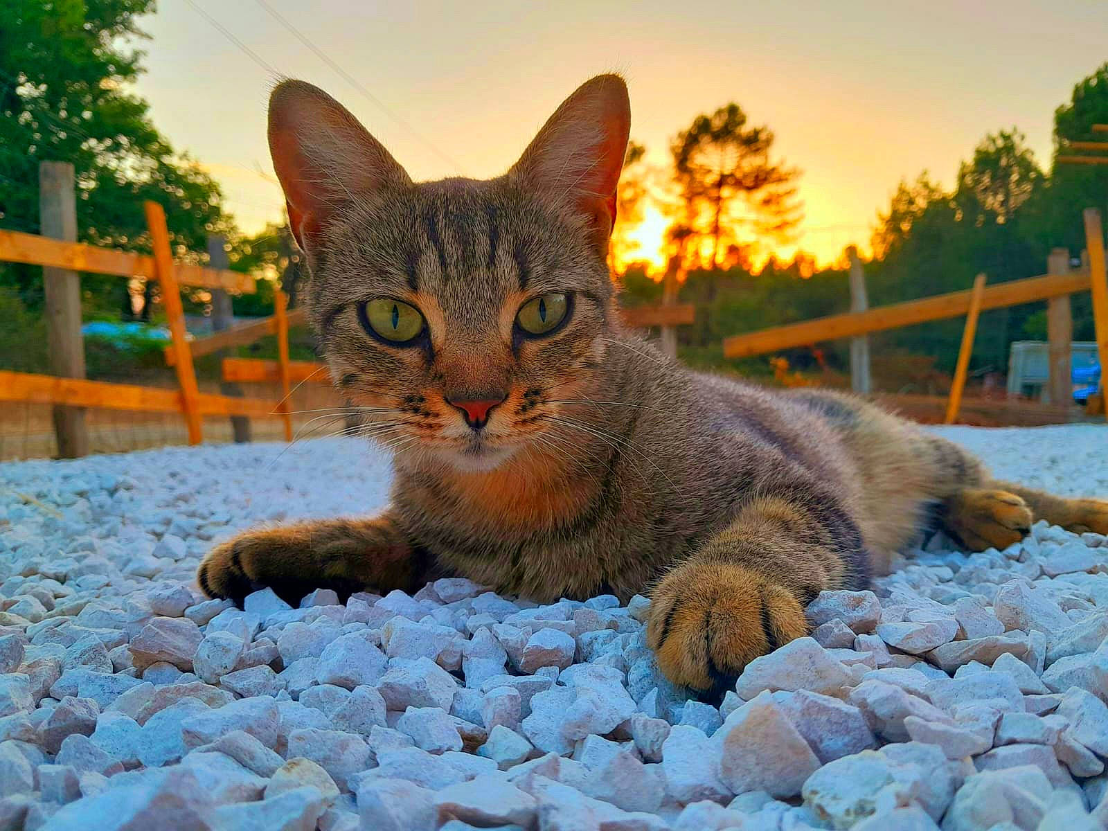Ninja participe au concours pour gagner de l'argent avec cette photo : bobcat, carnivore, cat, domestic_short_haired_cat, fawn, felidae, fur, grass, lynx, paw, rock, sitting, sky, small_to_medium_sized_cats, snout, tail, terrestrial_animal, tree, whiskers, wildlife