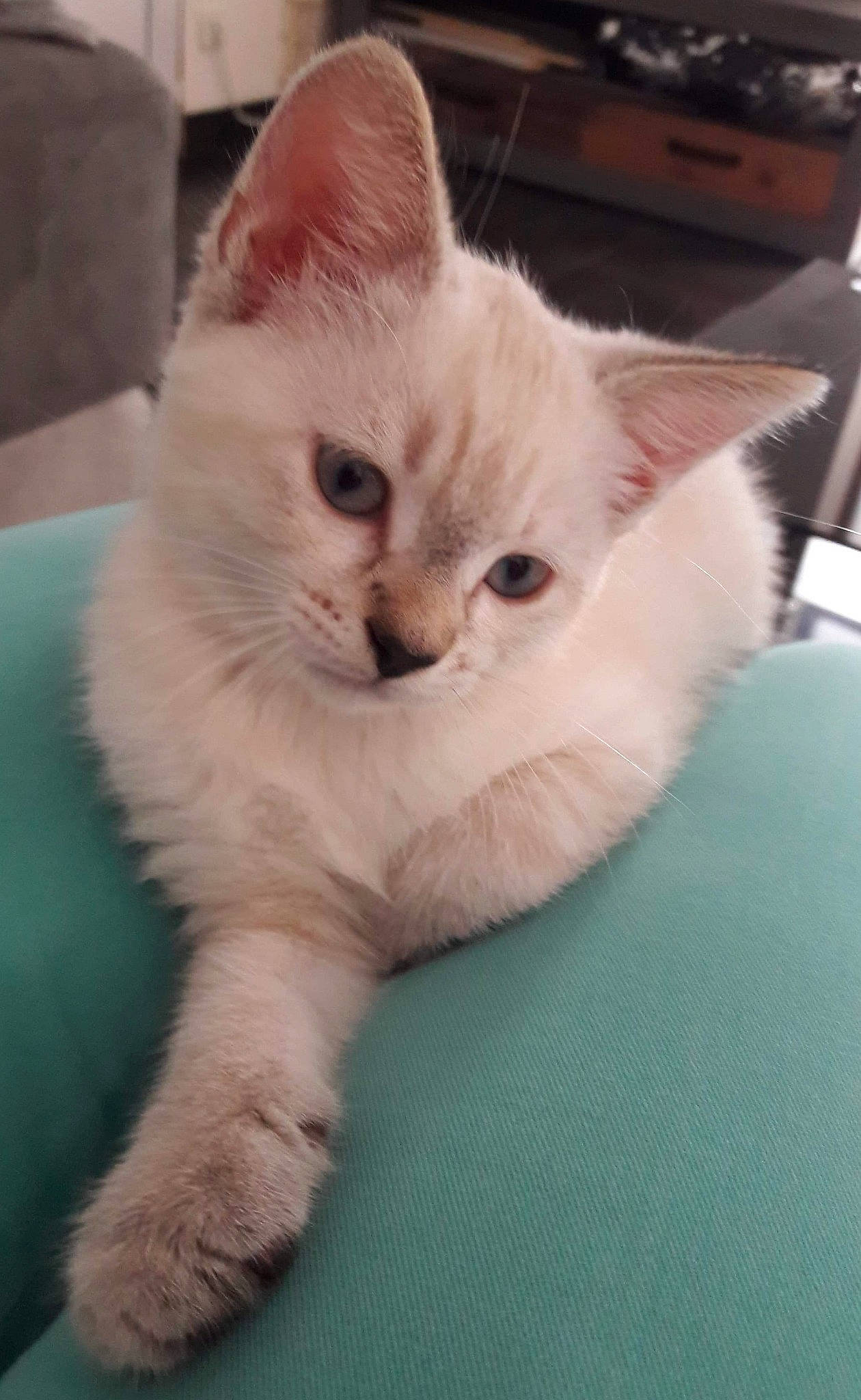 Plume Ninja Belle participe au concours pour gagner de l'argent avec cette photo : carnivore, cat, claw, comfort, domestic_short_haired_cat, eye, fawn, felidae, fur, head, iris, paw, photo_caption, small_to_medium_sized_cats, snout, tail, whiskers