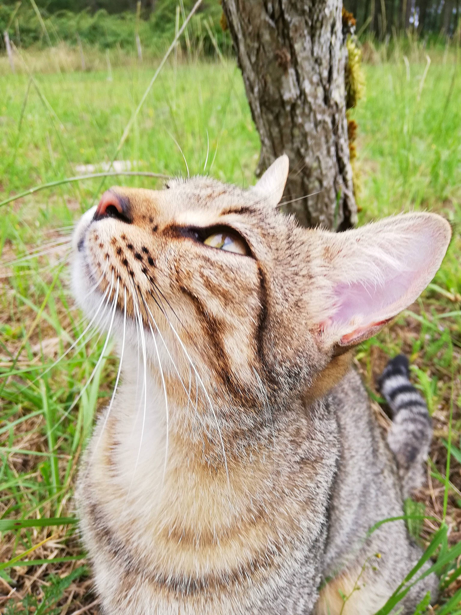 Plume Ninja Belle participe au concours pour gagner de l'argent avec cette photo : carnivore, cat, claw, domestic_short_haired_cat, fang, fawn, felidae, fur, grass, lynx, plant, small_to_medium_sized_cats, snout, tail, terrestrial_animal, tree, trunk, whiskers, wildlife, yawn