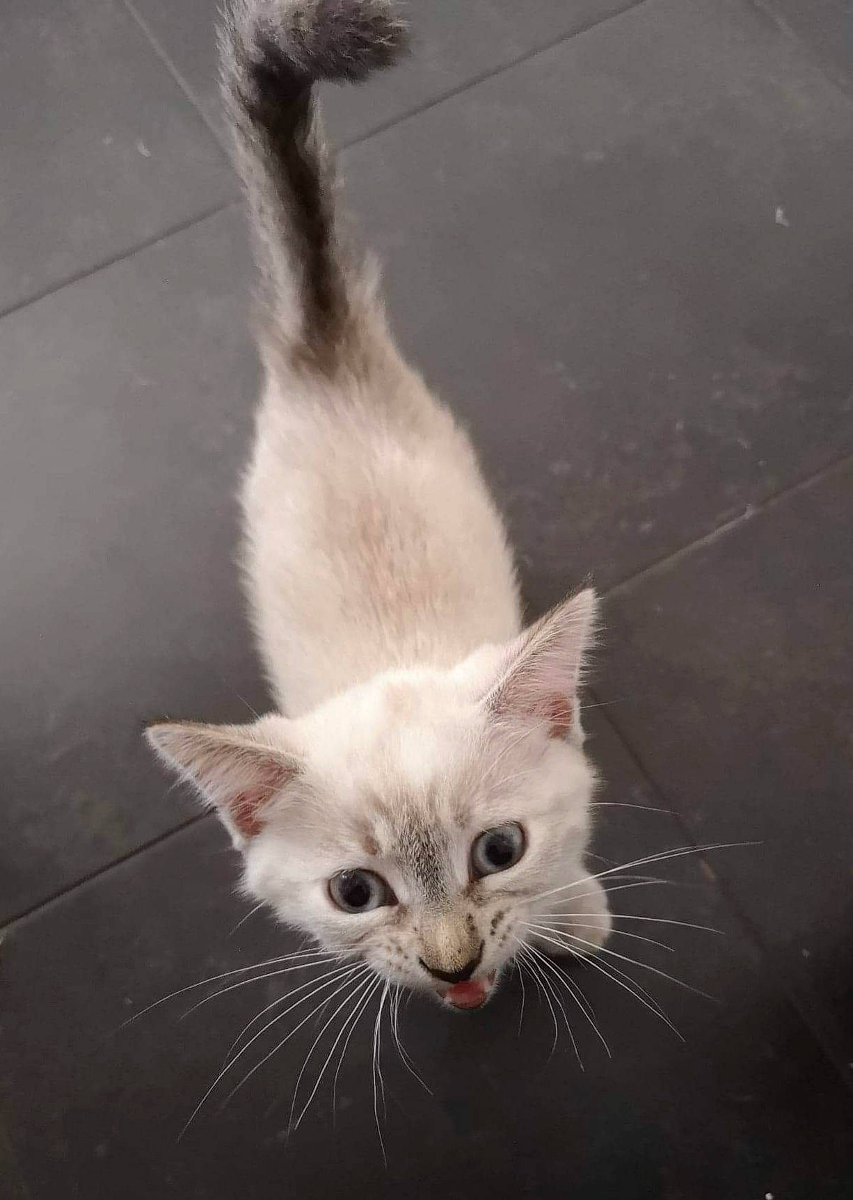 Plume Ninja Belle a rejoint le concours — aidez-le/la à gagner de superbes lots ! carnivore, cat, domestic_short_haired_cat, felidae, fur, paw, small_to_medium_sized_cats, snout, tail, whiskers