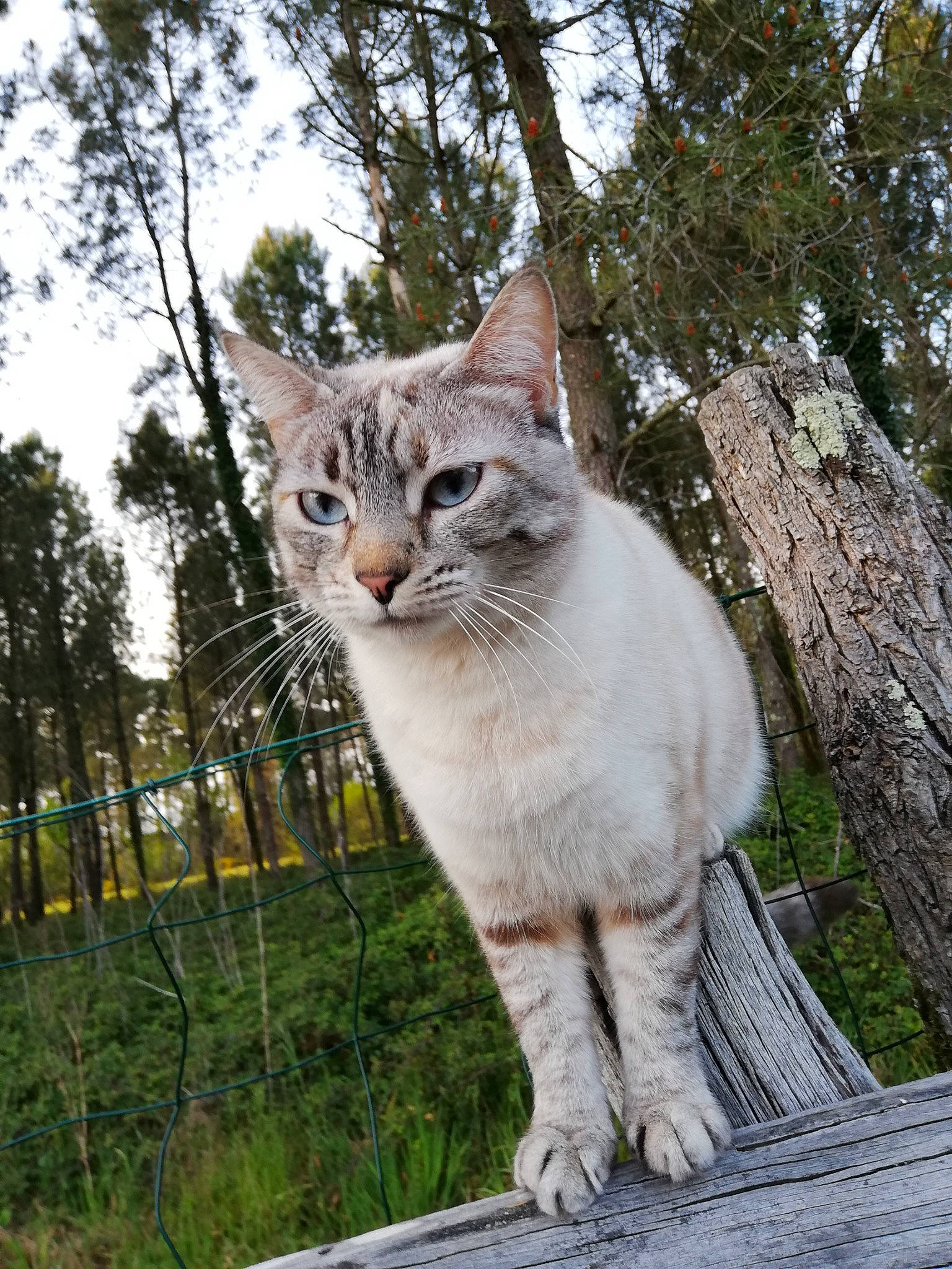 Belle a rejoint le concours — aidez-le/la à gagner de superbes lots ! carnivore, cat, domestic_short_haired_cat, eye, fawn, felidae, fur, grass, plant, sky, small_to_medium_sized_cats, snout, tail, terrestrial_animal, tree, trunk, twig, whiskers, wildlife, wood