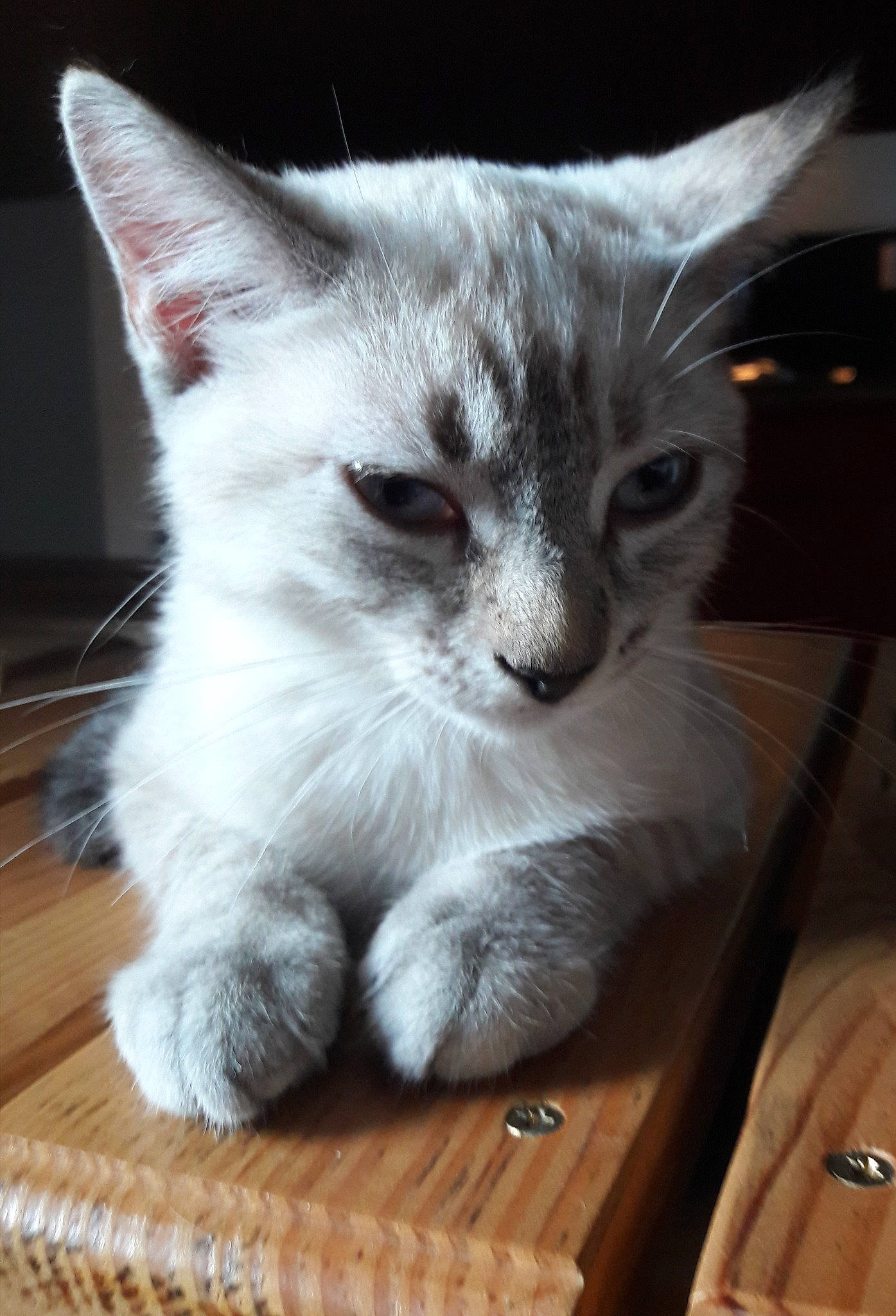 Belle participe au concours pour gagner de l'argent avec cette photo : balinese, box, carnivore, cat, cat_furniture, cat_supply, claw, domestic_short_haired_cat, felidae, fur, hardwood, paw, pet_supply, small_to_medium_sized_cats, snout, tail, thai, whiskers, wood