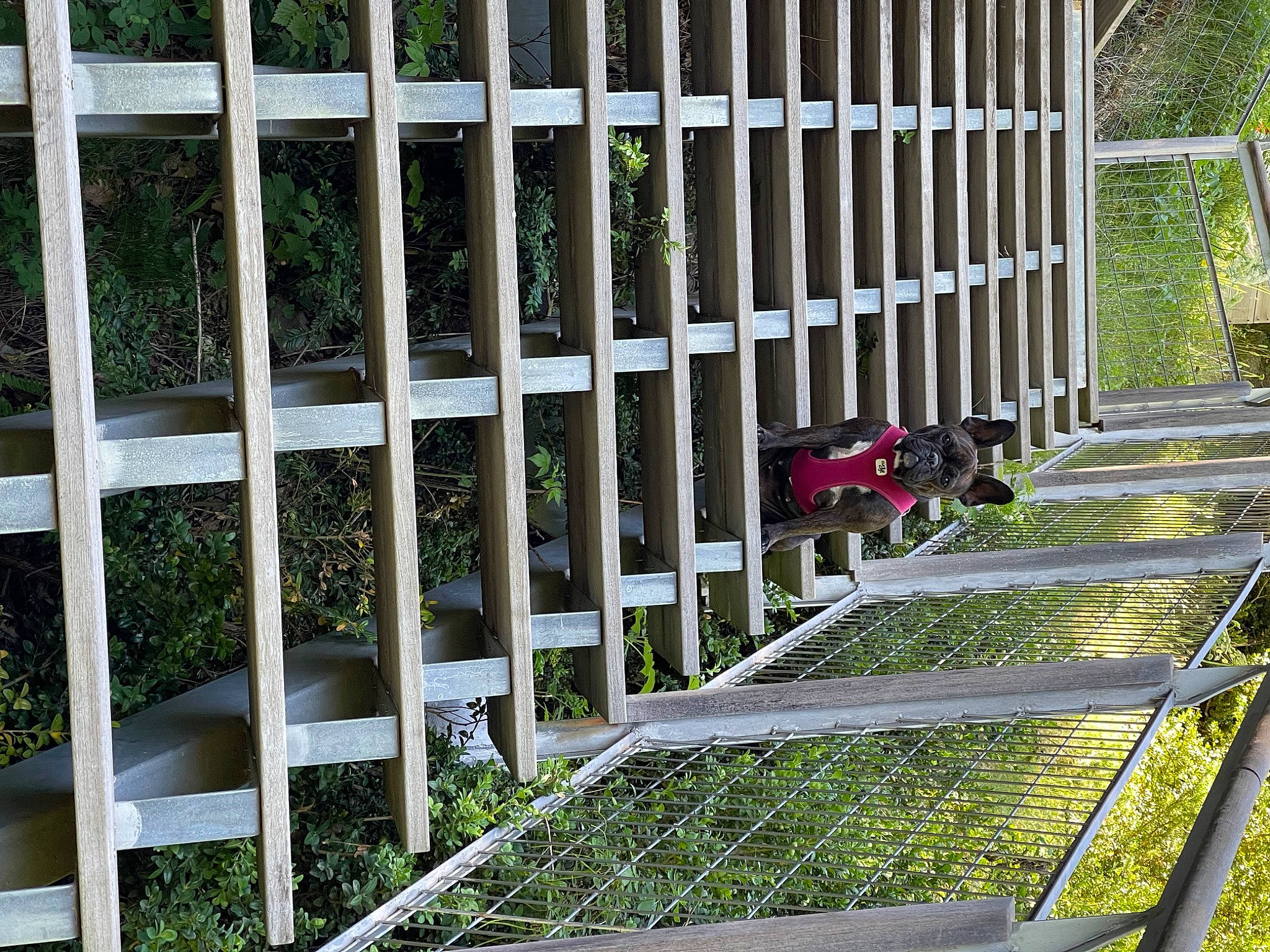 Sookie a rejoint le concours — aidez-le/la à gagner de superbes lots ! baluster, building, composite_material, daylighting, facade, fence, garden, glass, grass, groundcover, guard_rail, handrail, home_fencing, line, metal, plant, rectangle, shrub, tree, wood