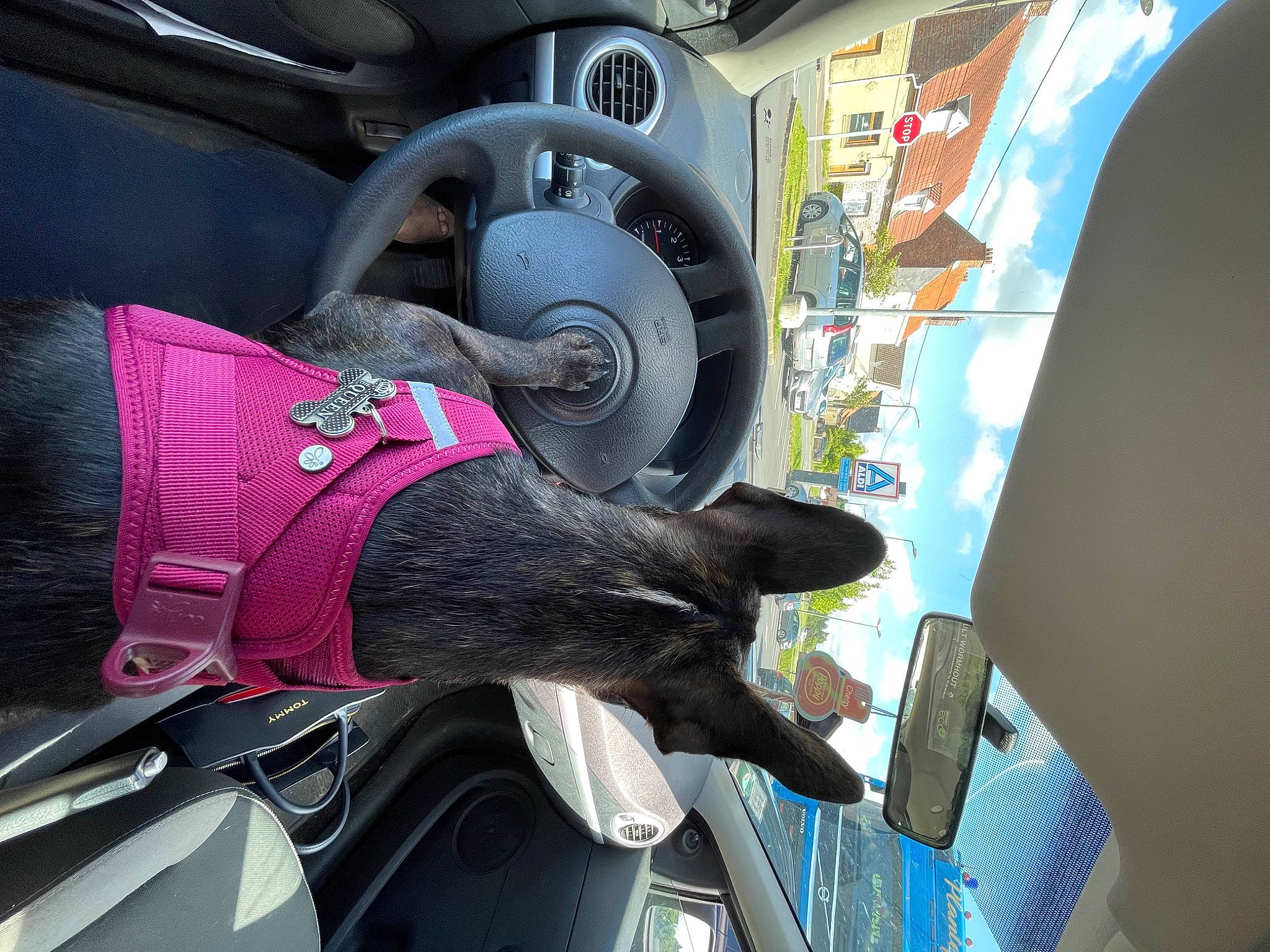 Sookie a rejoint le concours — aidez-le/la à gagner de superbes lots ! auto_part, automotive_design, automotive_exterior, automotive_tire, automotive_wheel_system, carmine, circle, fictional_character, luxury_vehicle, machine, motor_vehicle, personal_protective_equipment, steering_wheel, transport, vehicle, vehicle_door, working_animal