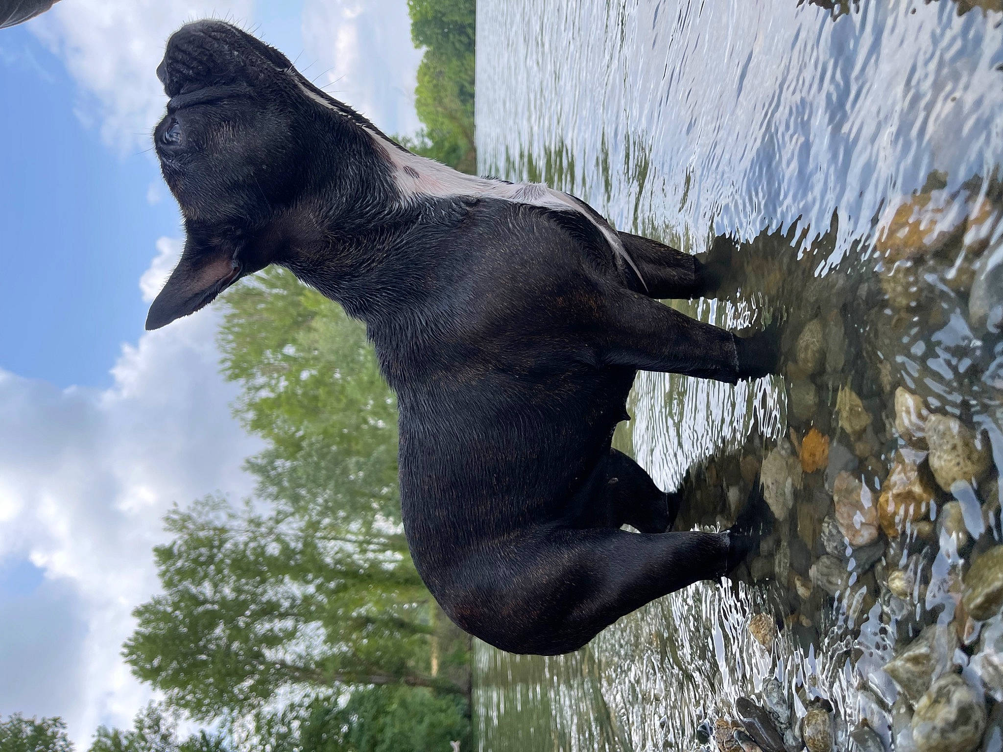 Sookie participe au concours pour gagner de l'argent avec cette photo : art, beak, cloud, dinosaur, grass, organism, plant, sculpture, sky, snout, statue, tail, terrestrial_animal, tree, trunk, water, wilderness, wildlife, wing, working_animal