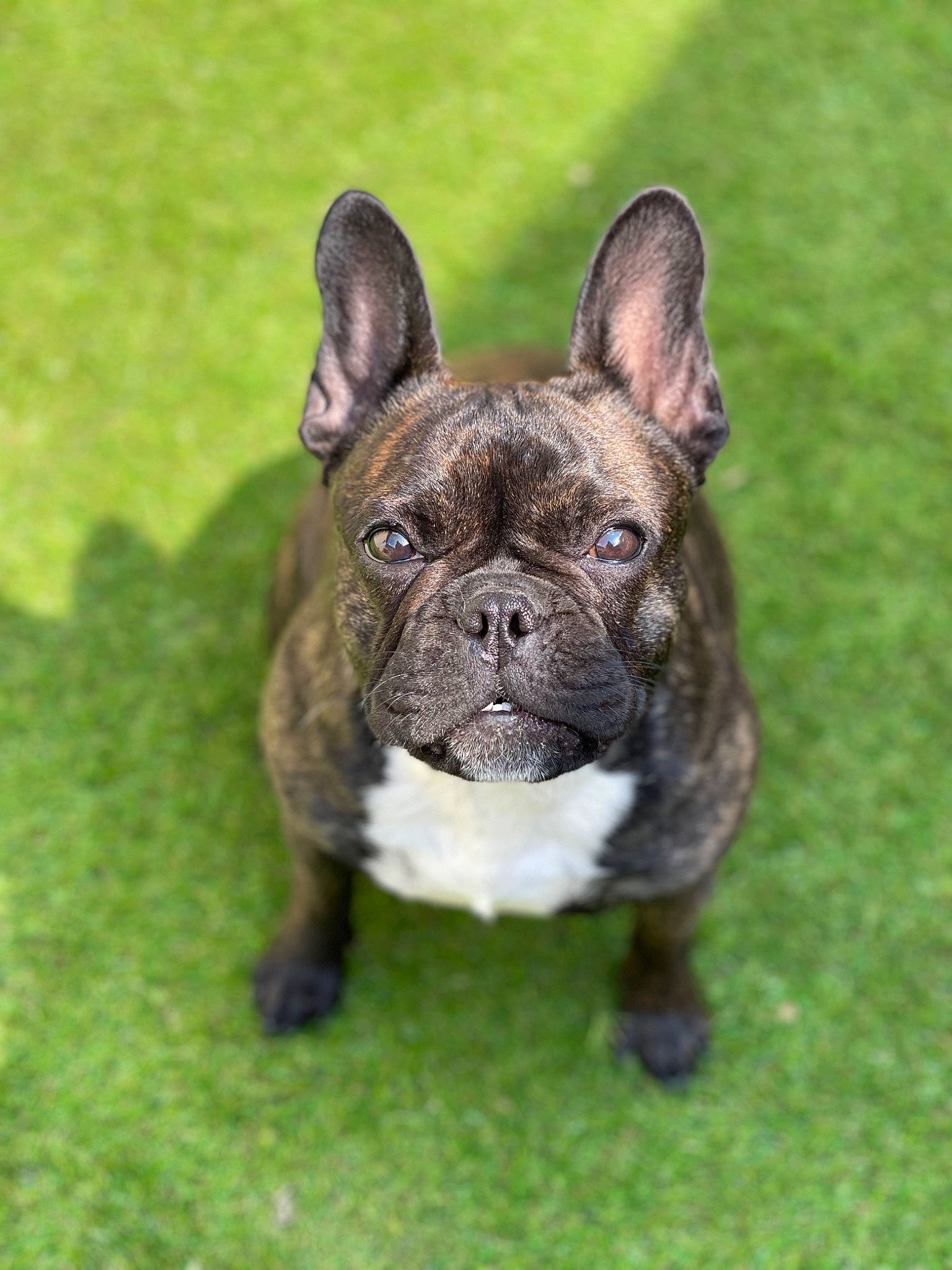 Sookie a rejoint le concours — aidez-le/la à gagner de superbes lots ! bulldog, carnivore, collar, companion_dog, dog, dog_breed, dog_collar, ear, eye, fawn, french_bulldog, grass, molosser, plant, snout, sporting_group, terrestrial_animal, toy_dog, whiskers, working_animal