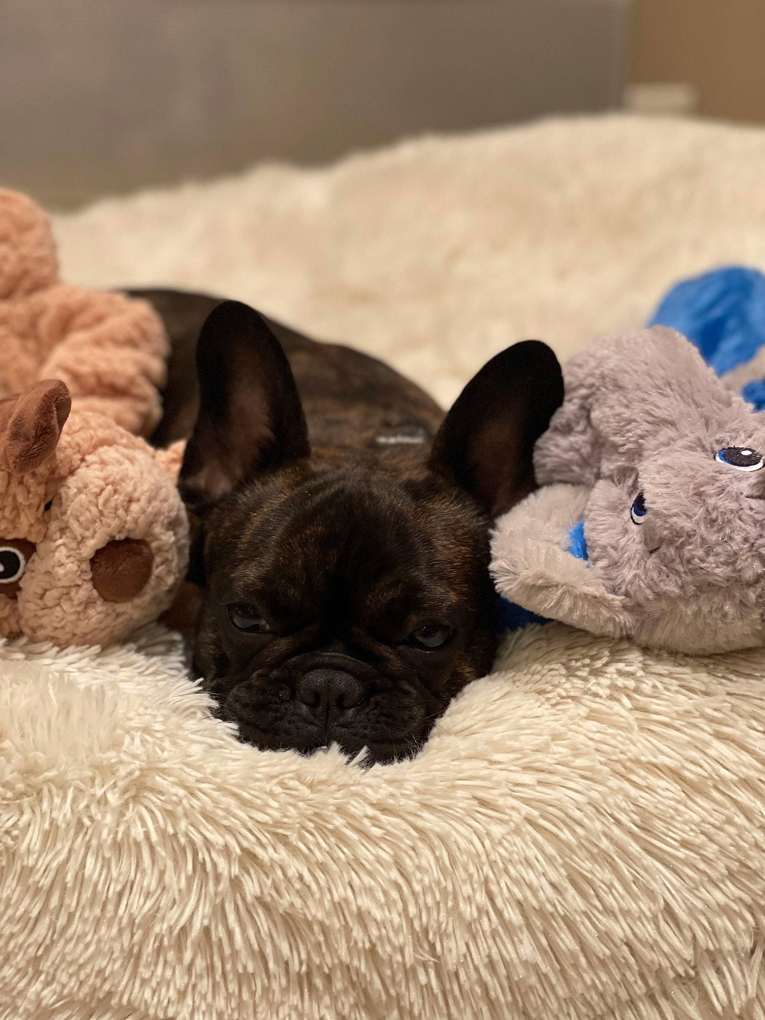 Sookie participe au concours pour gagner de l'argent avec cette photo : brown, bulldog, canidae, carnivore, comfort, companion_dog, dog, dog_breed, fawn, french_bulldog, fur, nap, non_sporting_group, snout, sporting_group, terrestrial_animal, toy_dog, whiskers, working_animal, wrinkle