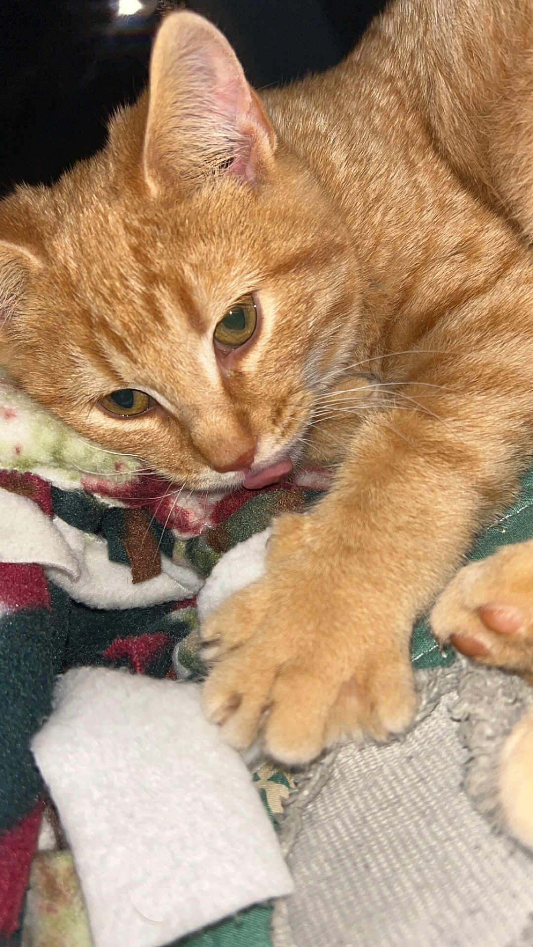 Peter joined the competition — help win amazing prizes! cat, ginger_cat, paw, fur, close_up, blanket, playful, tongue, curious, pet, animal, whiskers, ears, indoor, cozy, feline, soft_texture, resting, cute, domestic_animal