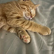 Peter joined the competition — help win amazing prizes! cat, sleeping, ginger_cat, pet, feline, cozy, bed, paw, whiskers, ears, closed_eyes, fur, domestic_animal, resting, cute, animal, indoor, soft, relaxed, nap