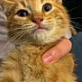 Peter is registered to the contest to win money with this photo: kitten, cat, orange_tabby, fur, whiskers, close_up, pet, animal, cute, hand, holding, indoor, face, young, feline, domestic_cat, curious, expression, soft, mammal