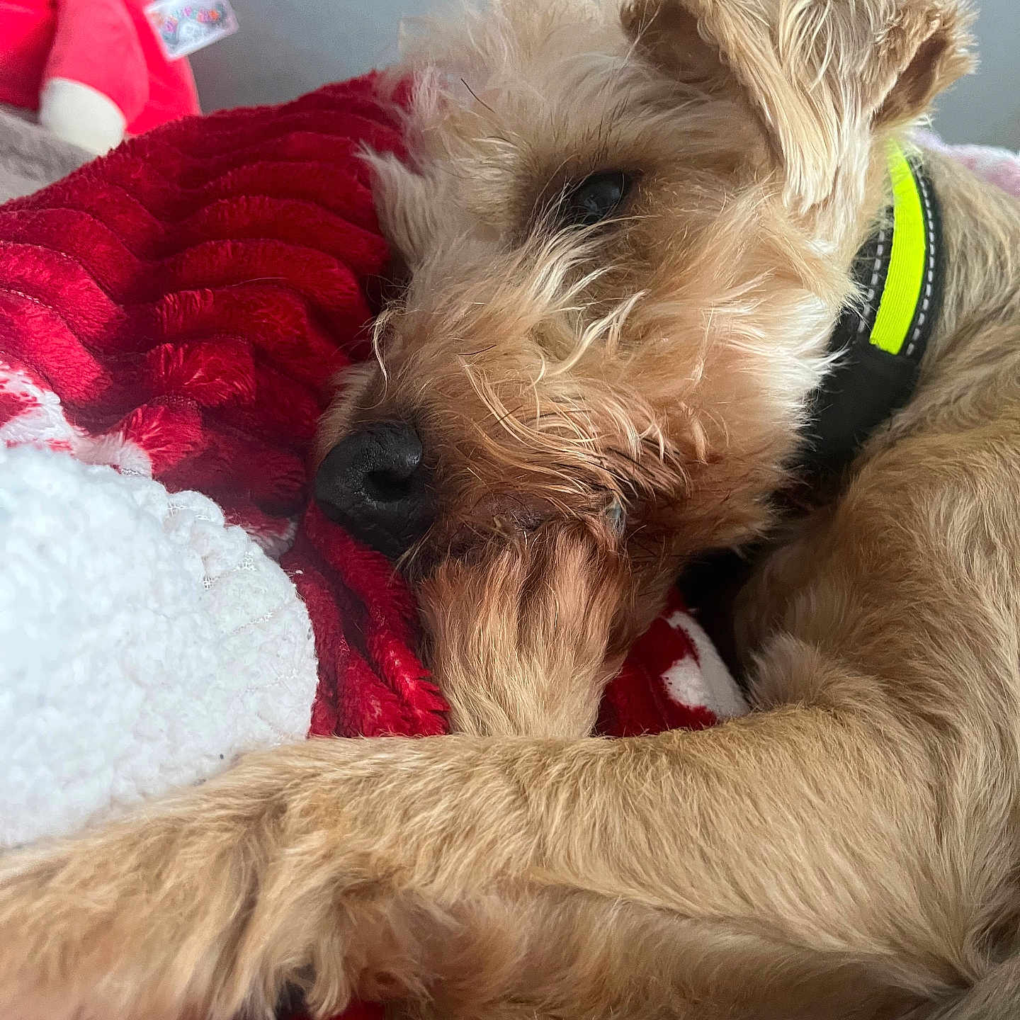 Rosie joined the competition — help win amazing prizes! airedale, animal, ball, blanket, canine, cockerspaniel, couch, dog, football, furniture, hound, person, pet, poodle, puppy, soccer, soccerball, sport, terrier, whitedog