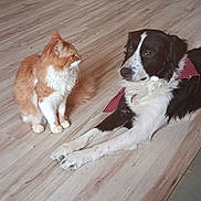 Pirate Et Ugh'O participe au concours pour gagner de l'argent avec cette photo : cat, dog, pets, animals, orange_cat, border_collie, black_and_white, fluffy, longhaired, sitting, lying_down, indoor, hardwood_floor, home, door, pet_friendship, companions, collar, white_chest, relaxed