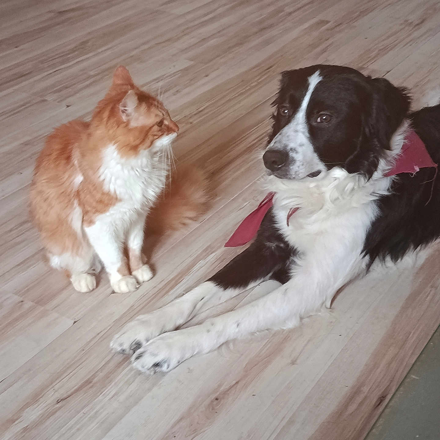 Pirate Et Ugh'O participe au concours pour gagner de l'argent avec cette photo : cat, dog, pets, animals, orange_cat, border_collie, black_and_white, fluffy, longhaired, sitting, lying_down, indoor, hardwood_floor, home, door, pet_friendship, companions, collar, white_chest, relaxed
