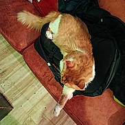 Pirate a rejoint le concours — aidez-le/la à gagner de superbes lots ! animal, backpack, cat, clothing, couch, cozy, fur, home, indoor, orange_cat, paws, pet, relaxed, resting, sleeping, sofa, tail, top_down_view, white_cat, wooden_floor