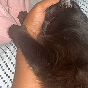 Nimbus is registered to the contest to win money with this photo: animal, bed, black_cat, blanket, cat, closeup, comfort, cozy, cuddle, fur, furry, hand, indoor, paw, person, pet, relaxation, resting, sleeping, soft