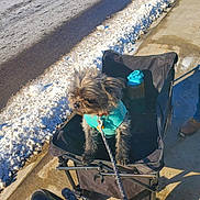 Monster is registered to the contest to win money with this photo: blue, clothing, cold, daytime, dog, fur, leash, outdoor, person_hand, pet, shadow, sidewalk, small_dog, snow, sunlight, urban, wagon, walking, water_bottle, winter