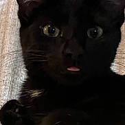Raven is registered to the contest to win money with this photo: black_cat, cat, pet, animal, close_up, tongue_out, ears, whiskers, fur, eyes, curious, indoor, resting, texture, wood_background, feline, cute, portrait, domestic_cat, sleepy