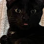 black_cat, cat, pet, animal, close_up, tongue_out, ears, whiskers, fur, eyes, curious, indoor, resting, texture, wood_background, feline, cute, portrait, domestic_cat, sleepy