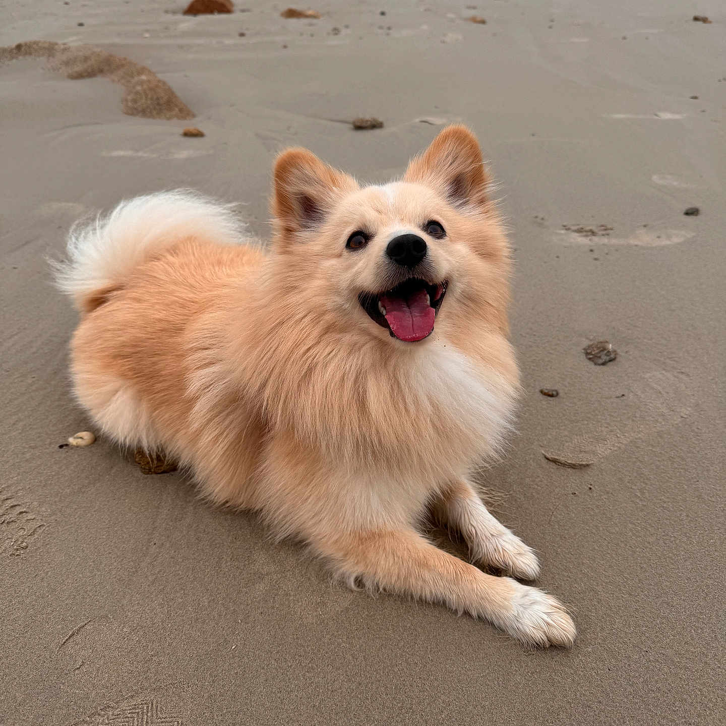 Hubert a rejoint le concours — aidez-le/la à gagner de superbes lots ! animal, beach, bodypart, canine, coast, cockerspaniel, collie, dog, eskimodog, husky, nature, outdoors, papillon, pet, puppy, sand, sea, shoreline, water, whitedog