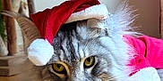 Cumulus participe au concours pour gagner de l'argent avec cette photo : adorable, animal, cat, christmas, closeup, costume, cute, ears, feline, festive, fluffy, fur, holiday, indoor, pet, relaxed, santa_hat, whiskers, wooden_floor, yellow_eyes