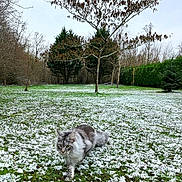 Cumulus participe au concours pour gagner de l'argent avec cette photo : animal, cat, cold, daytime, evergreen_tree, feline, field, forest, fur, grass, greenery, leafless_tree, nature, outdoor, scenery, snow, tree, walking, wildlife, winter