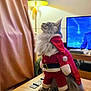 cat, christmas, costume, cozy, curtain, decor, domestic_animal, fluffy_fur, furniture, holiday, indoor, lamp, pet, posing, red_outfit, santa_claus, table, television, white_trim, wooden_table