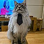 Cumulus participe au concours pour gagner de l'argent avec cette photo : animal, cat, cute, decor, domestic_cat, fluffy, focused, furniture, indoor, living_room, long_hair, pet, portrait, sitting, striped, table, television, tie, tie_clothing, wooden_floor