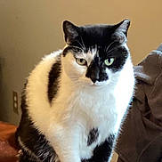 Oreo joined the competition — help win amazing prizes! animal, black_and_white, blanket, cat, cozy, cute, domestic, ears, eyes, fur, furniture, household, indoor, mammal, pet, portrait, relaxed, sitting, table, whiskers