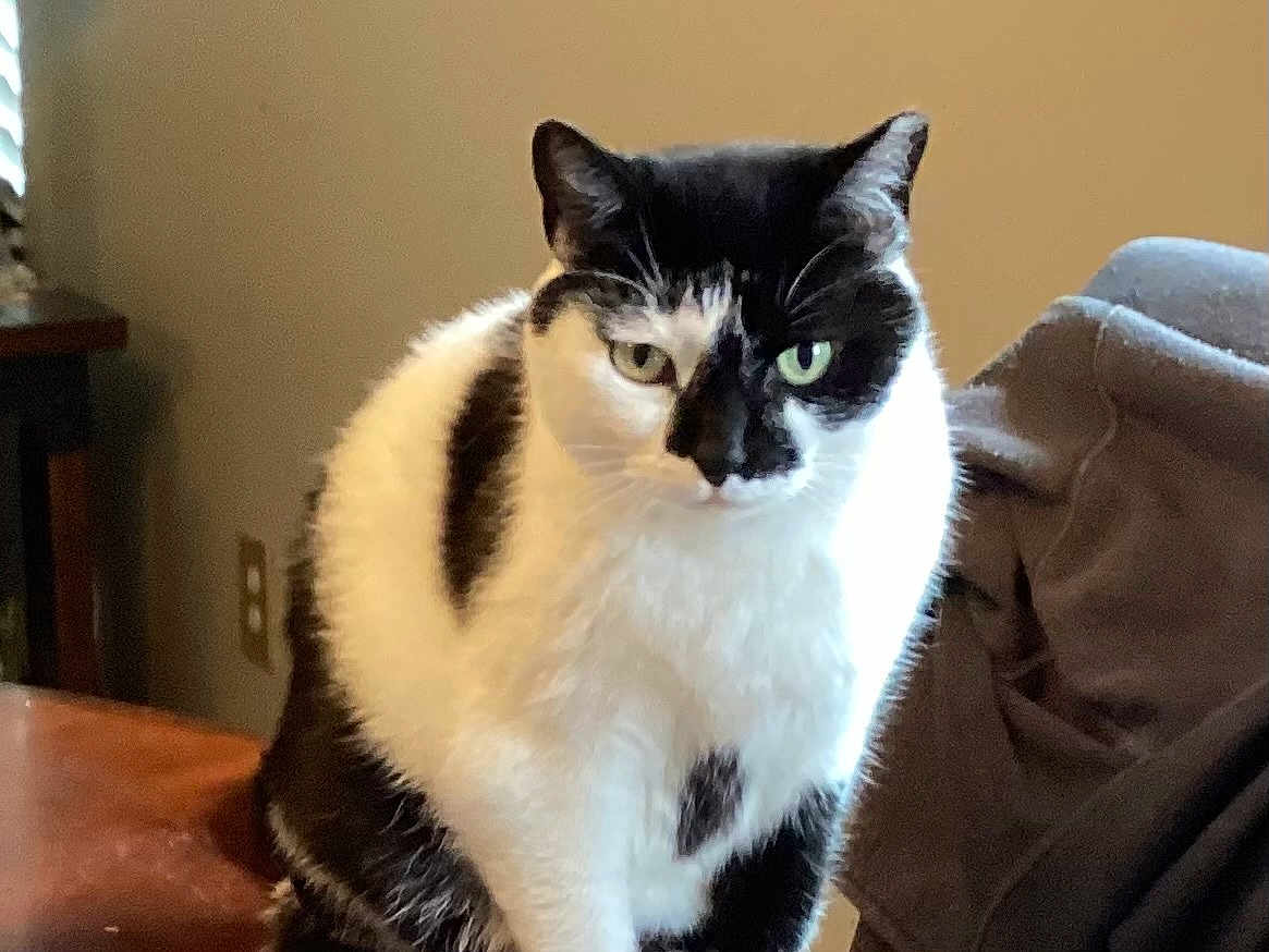 Oreo
