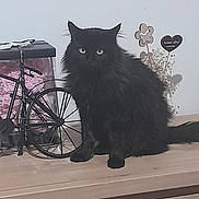 Loustik a rejoint le concours — aidez-le/la à gagner de superbes lots ! cat, black_cat, fluffy, pet, animal, indoor, wooden_surface, decor, bicycle_model, flowers, bouquet, heart_shaped_sign, curious, feline, domestic_animal, sitting, eyes, furniture, table, background