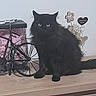 cat, black_cat, fluffy, pet, animal, indoor, wooden_surface, decor, bicycle_model, flowers, bouquet, heart_shaped_sign, curious, feline, domestic_animal, sitting, eyes, furniture, table, background