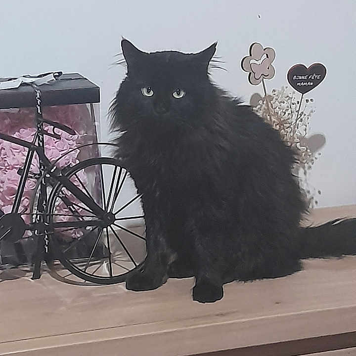 Loustik a rejoint le concours — aidez-le/la à gagner de superbes lots ! cat, black_cat, fluffy, pet, animal, indoor, wooden_surface, decor, bicycle_model, flowers, bouquet, heart_shaped_sign, curious, feline, domestic_animal, sitting, eyes, furniture, table, background