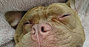 Moka a rejoint le concours — aidez-le/la à gagner de superbes lots ! dog, portrait, close_up, smiling, sleepy, happy, goofy, teeth, snout, nose, eyes_closed, ears, collar, brown_fur, white_fur, blanket, indoors, pet, animal, funny