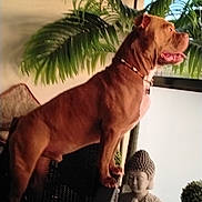 Moka a rejoint le concours — aidez-le/la à gagner de superbes lots ! dog, brown_dog, standing, indoors, window, palm_leaves, tropical, houseplant, buddha_statue, ottoman, furniture, collar, pet, canine, muscular, profile, alert, home_decor, potted_plant, portrait