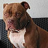 Moka a rejoint le concours — aidez-le/la à gagner de superbes lots ! dog, pit_bull, brown_dog, white_chest, sitting, portrait, indoors, chair, wicker, furniture, wall, short_hair, collar, large_dog, muscular, pet, animal, front_view, serious_expression, photography